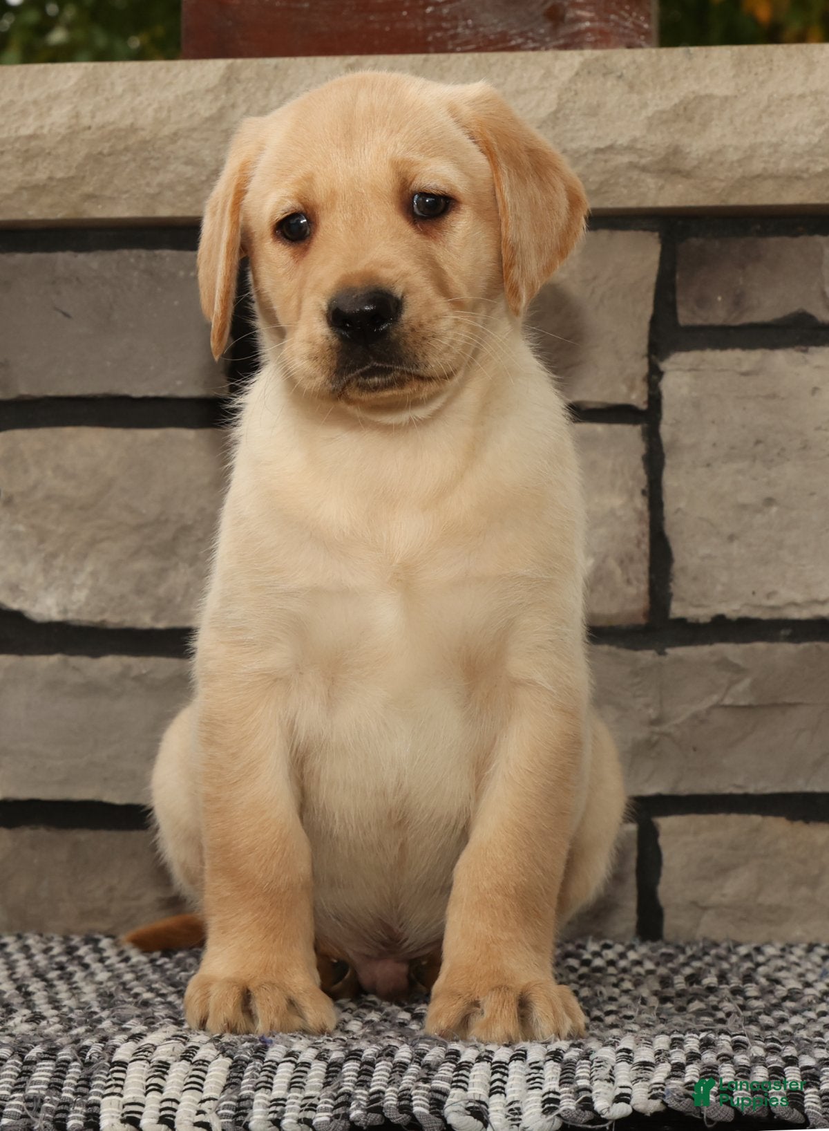 Labrador Retriever dogs Gator - Ad 2