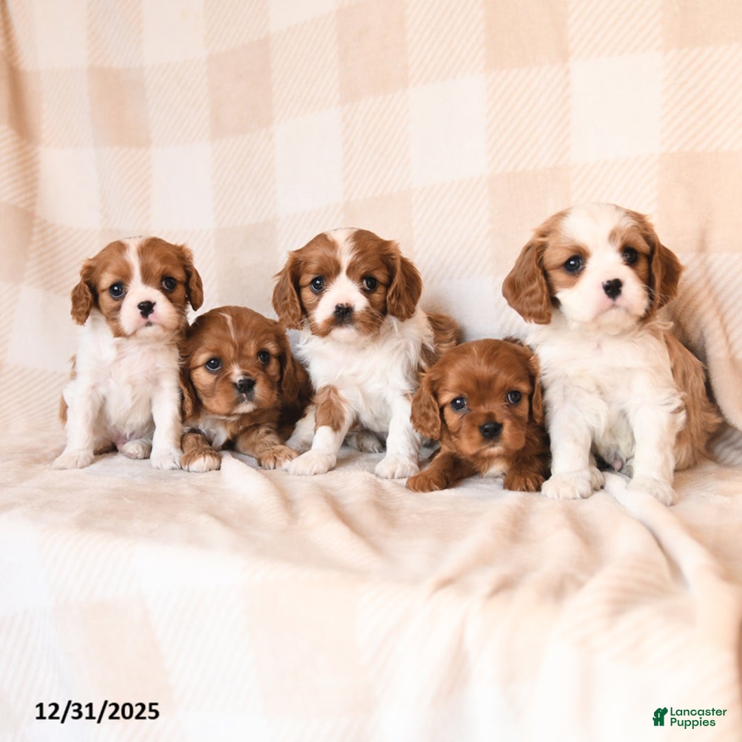 Cavalier King Charles Spaniel dogs for sale: Scarlet - Ad 5