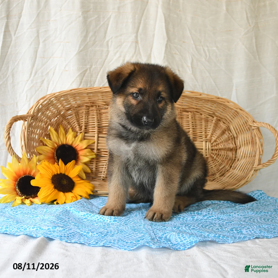 German Shepherd dogs for sale: Taylor - Ad 1