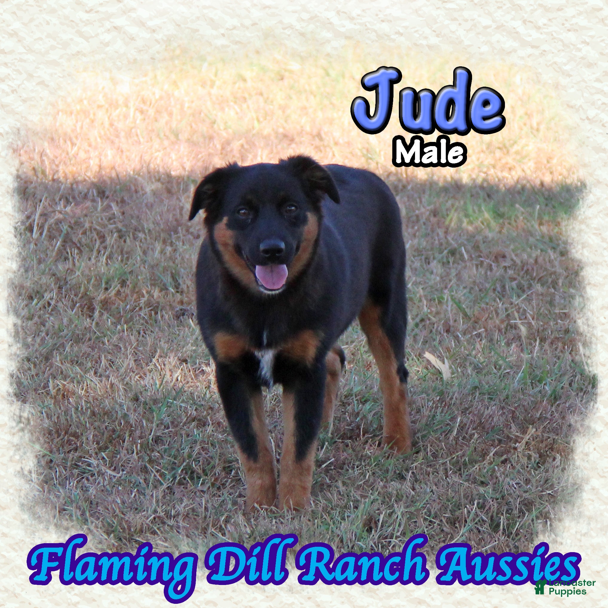 Miniature Australian Shepherd dogs for sale: Jude - Ad 3