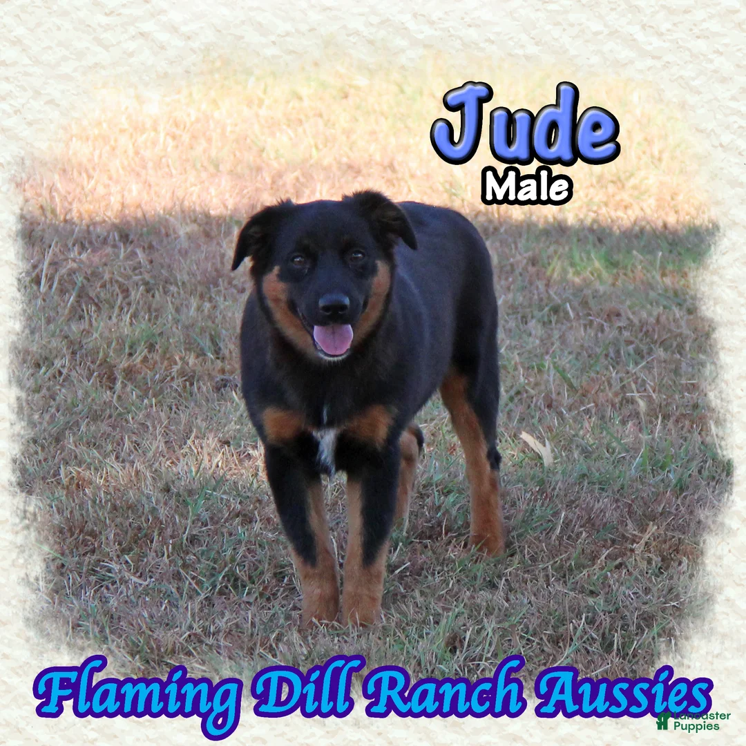 Miniature Australian Shepherd dogs for sale: Jude - Ad 1