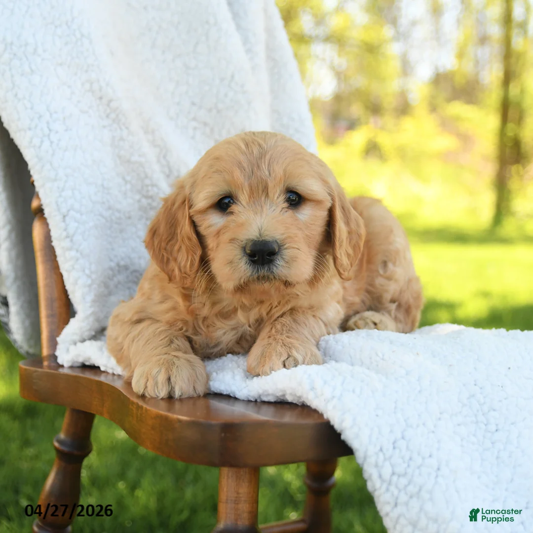 Goldendoodle dogs for sale: Crissa - Ad 1