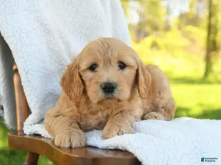 Goldendoodle dogs for sale: Crissa - Ad 1