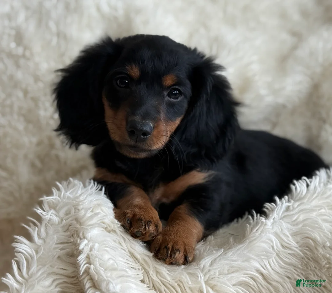 Miniature Dachshund dogs for sale: Troy - Ad 11