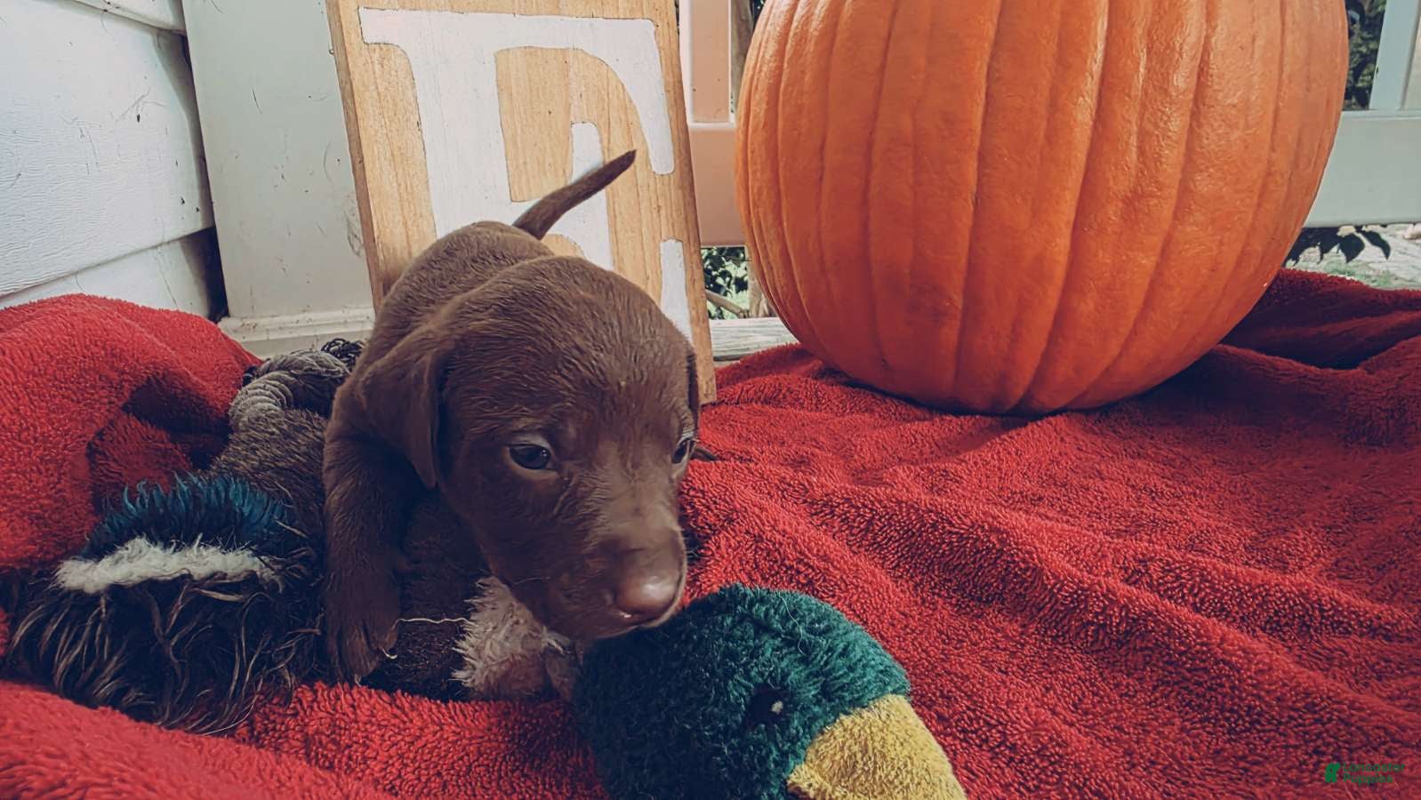 Labrador Retriever dogs for sale: Labrador Retriever 5 - Ad 3