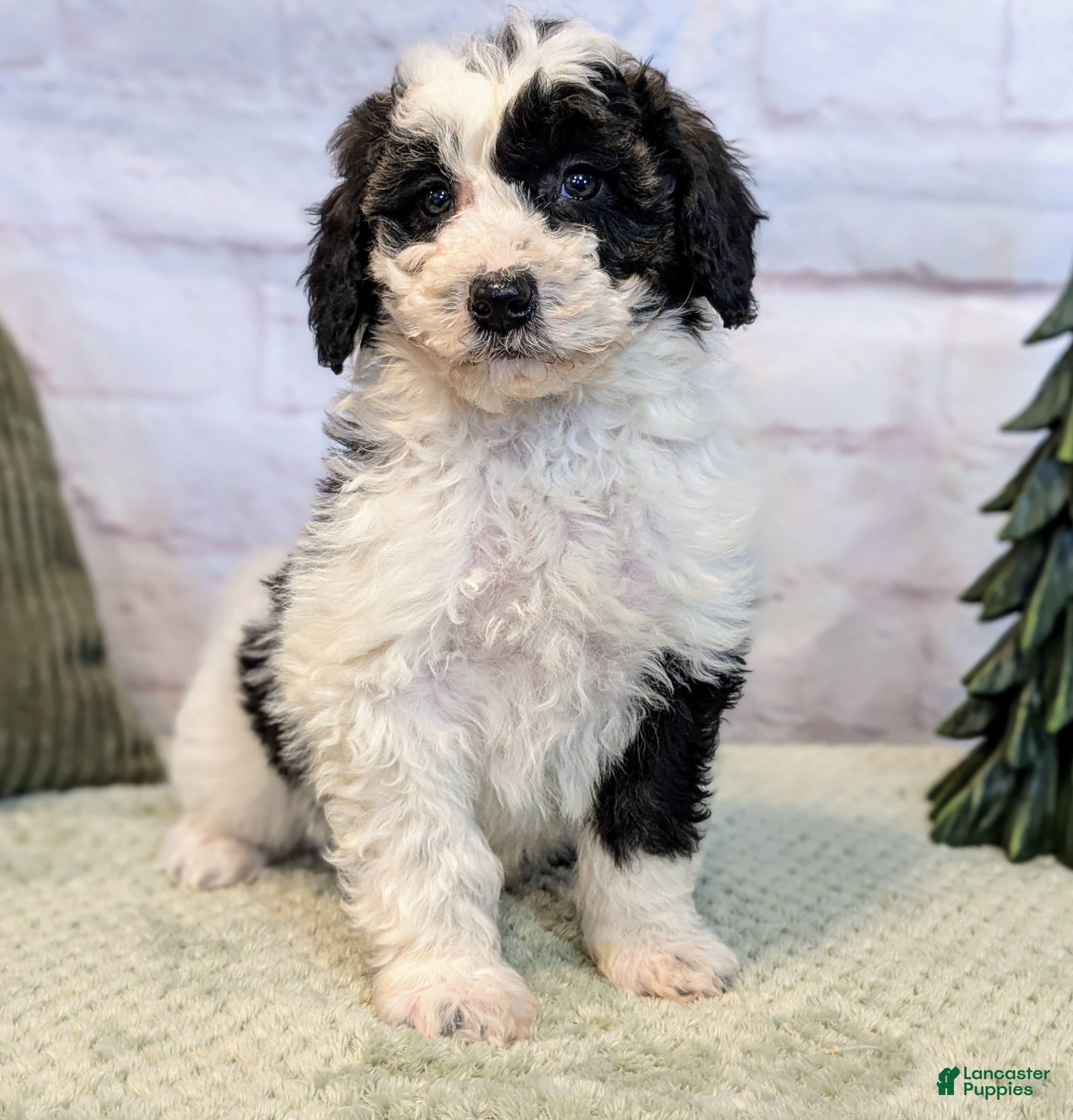 Mixed Breed dogs Pluto  - Ad 30