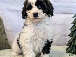 Mixed Breed dogs Pluto - Ad 30