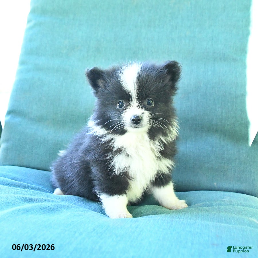 Pomeranian dogs for sale: Tucker - Ad 2