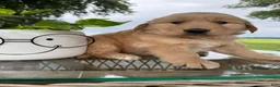 Golden Retriever dogs for sale: Victor - Ad 3