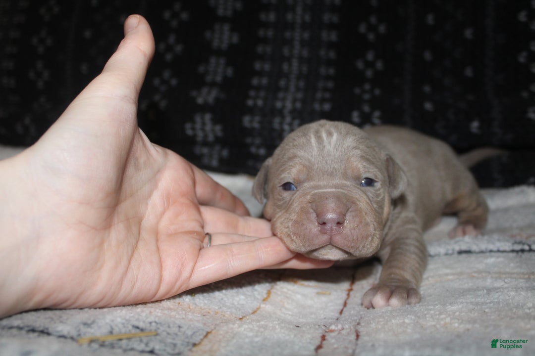 American Bully dogs for sale: Lykin - Ad 4