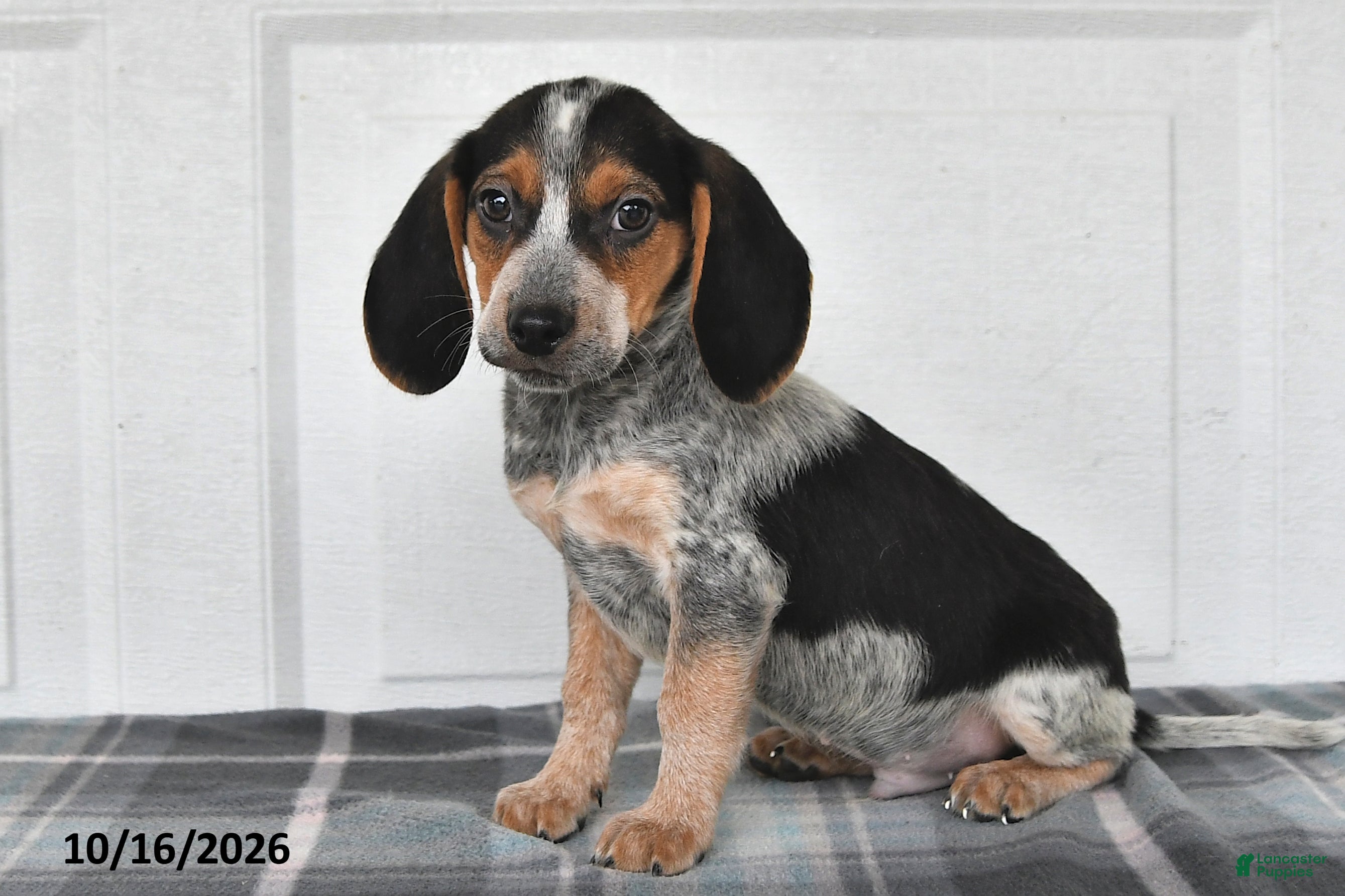 Beagle dogs Preston - Ad 1