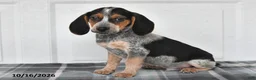 Beagle dogs for sale: Preston - Ad 1
