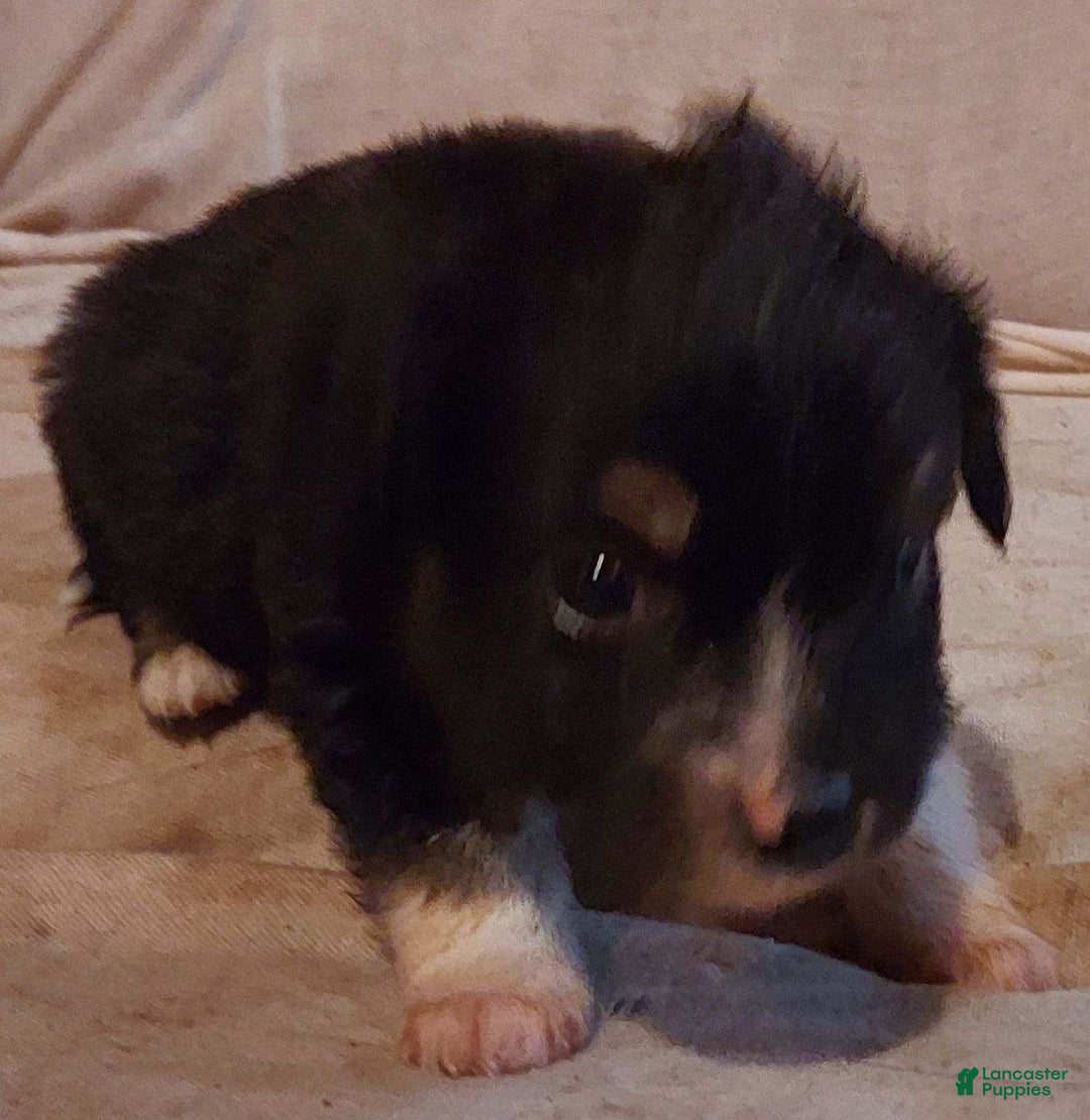 Toy Australian Shepherd dogs for sale: BEAU - Ad 6