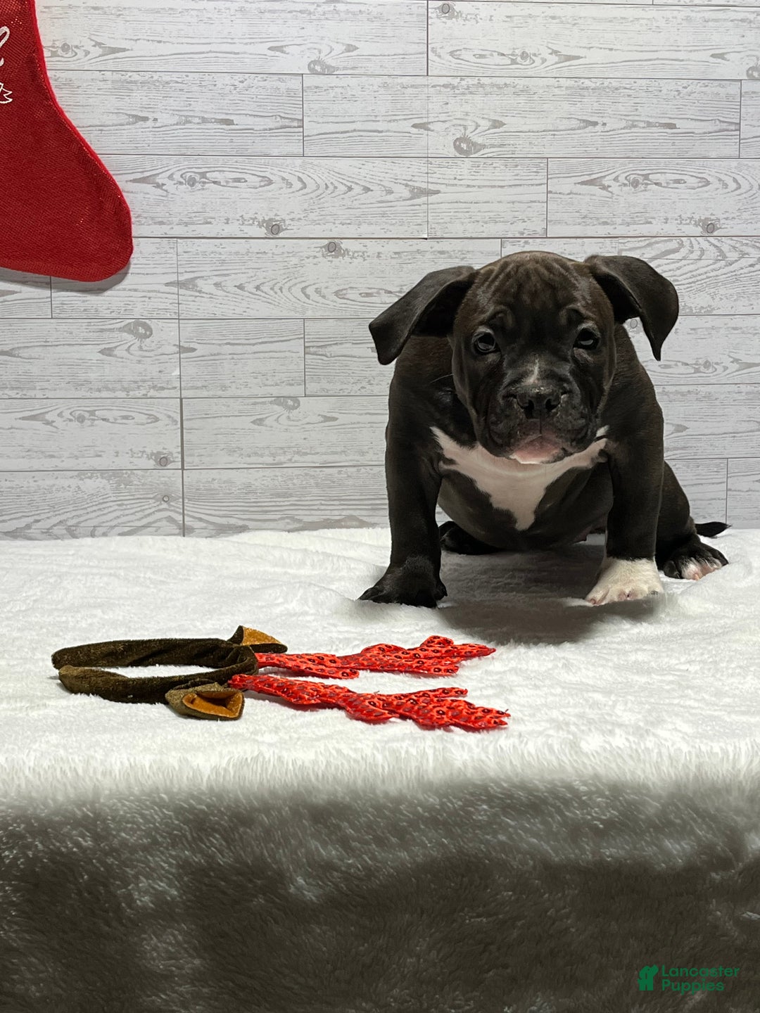 American Bully dogs for sale: Korra - Ad 3