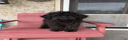 Cavapoo dogs for sale: Elsa - Ad 6