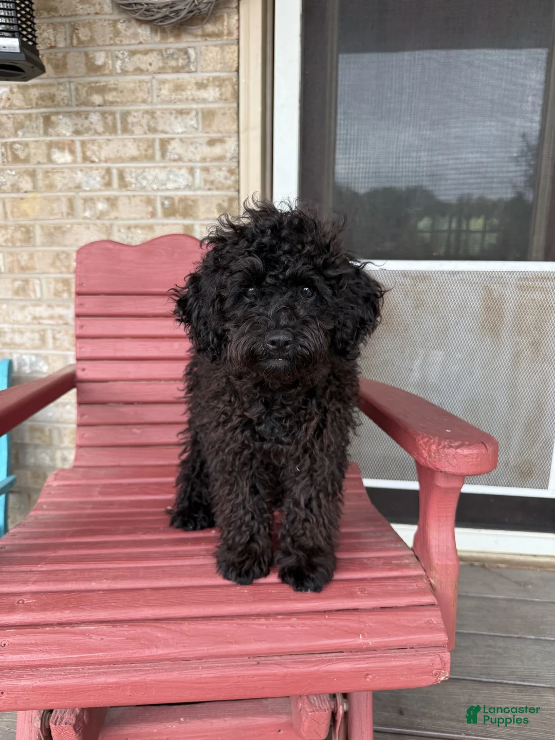 Cavapoo dogs for sale: Elsa - Ad 6