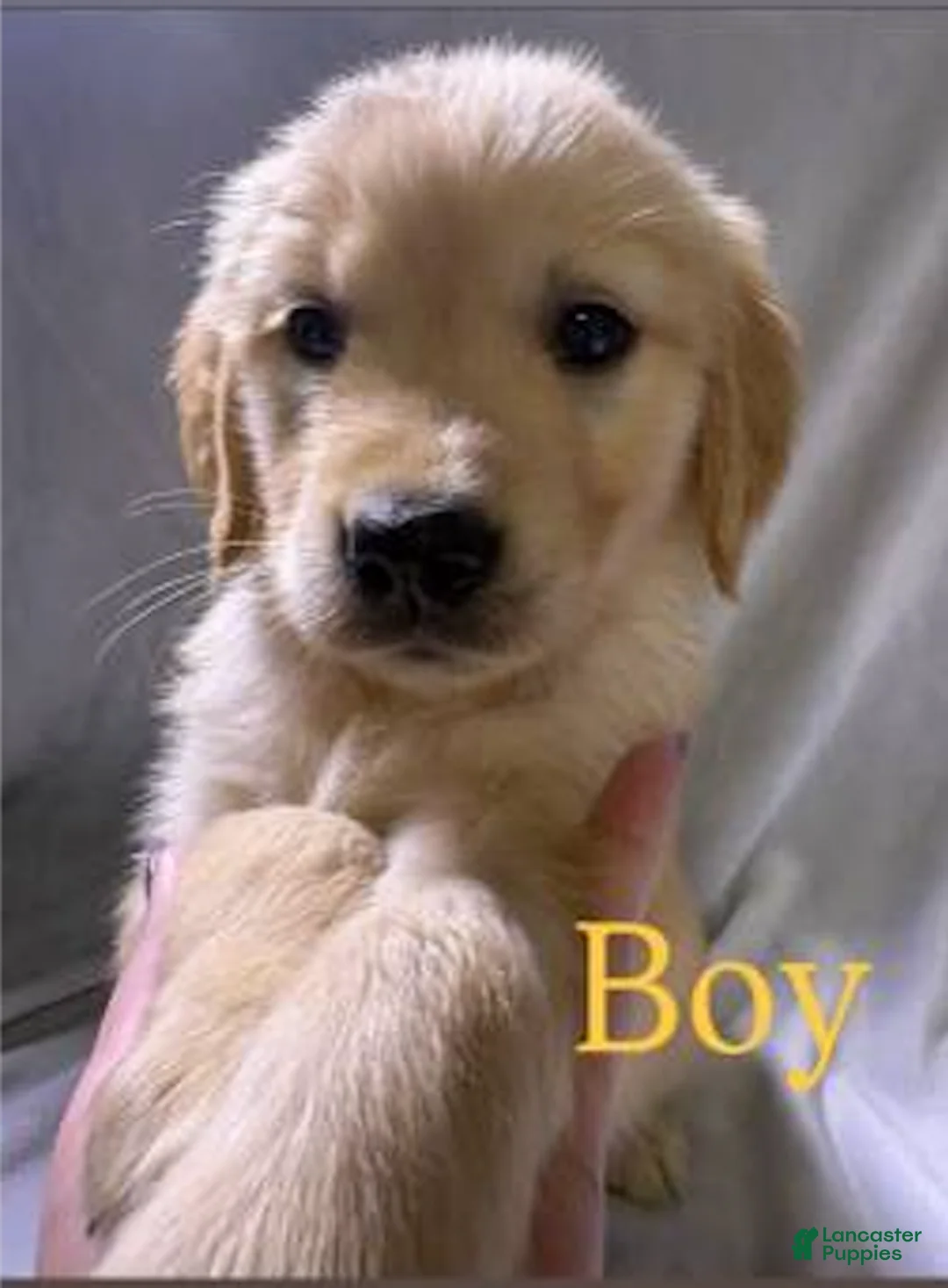 Golden Retriever dogs for sale: Golden Retriever Puppy  - Ad 1