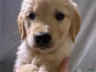 Golden Retriever dogs Golden Retriever Puppy - Ad 7