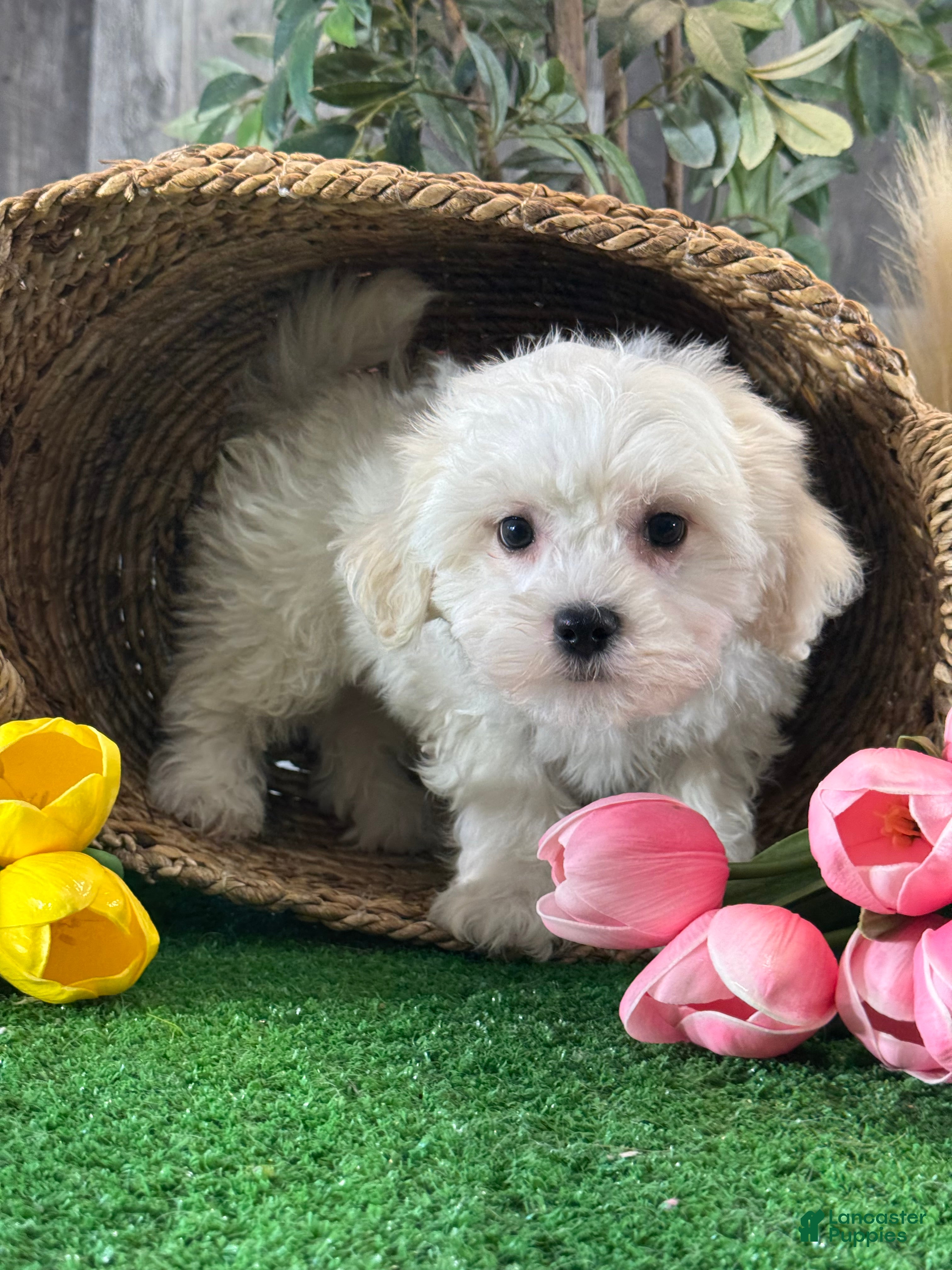 Mixed Breed dogs for sale: Leo - Ad 5