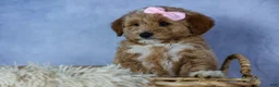 Mini Goldendoodle dogs for sale: 🐾 Meet Nixie – F2B Mini Goldendoodle Puppy 🐾 - Ad 9