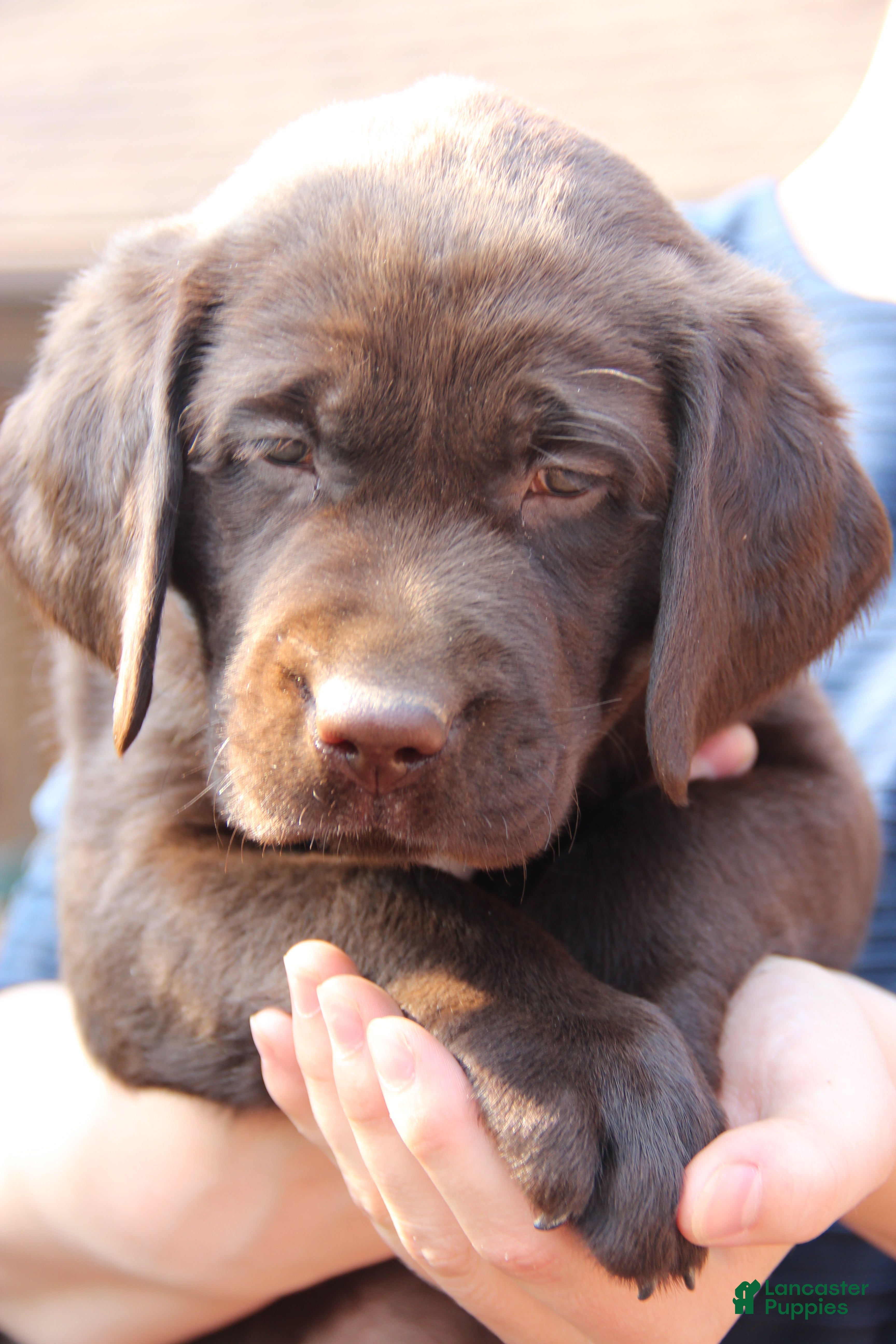 Labrador Retriever dogs Dozer - Ad 1