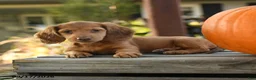 Miniature Dachshund dogs for sale: Providence - Ad 3