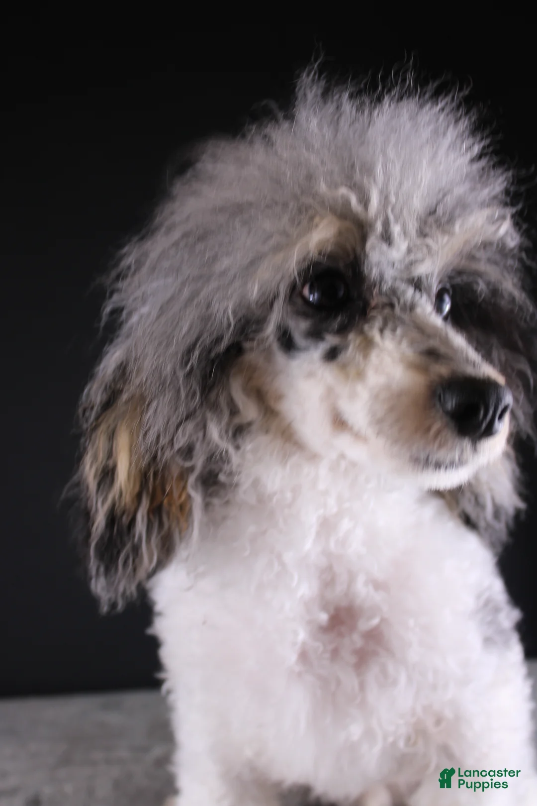 Toy Poodle dogs for sale: Jasper - Ad 1