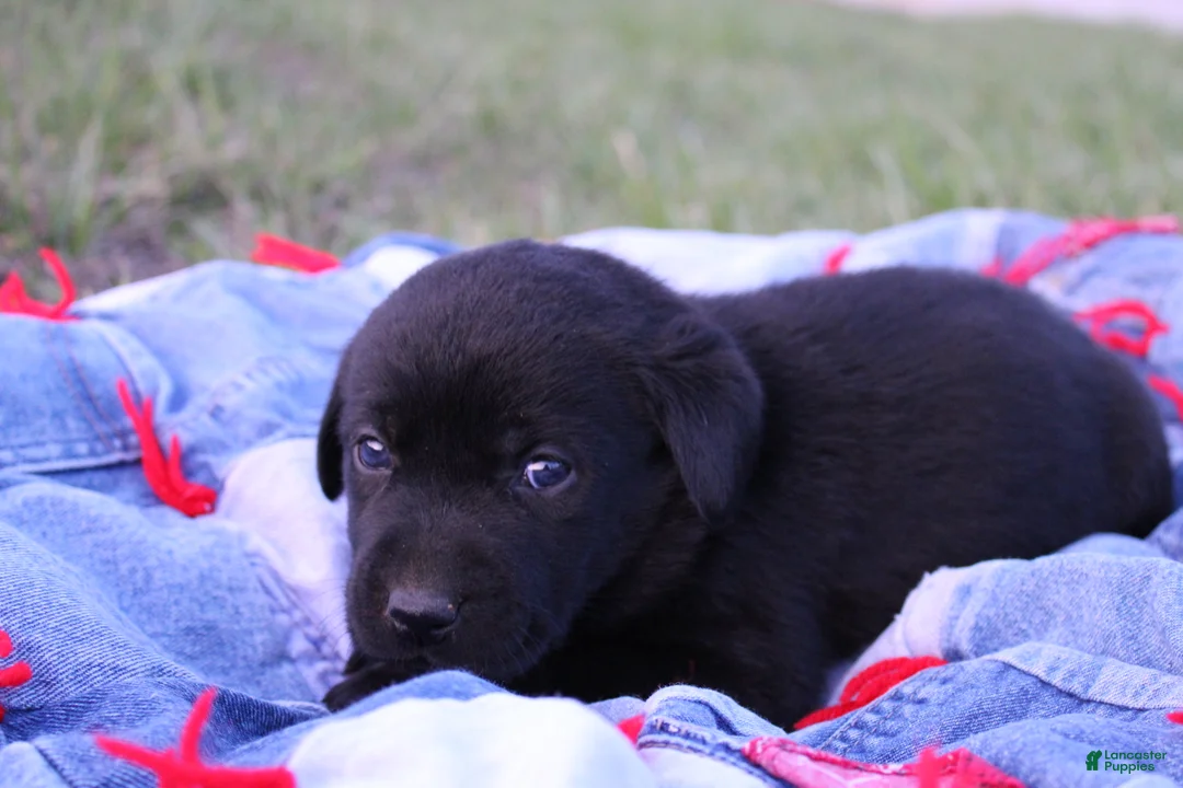 Labrador Retriever dogs for sale: Labrador Retriever Puppy 7 - Ad 1