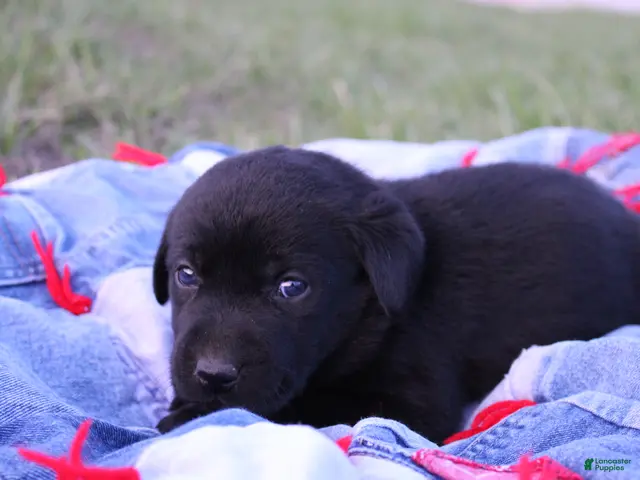 Labrador Retriever dogs for sale: Labrador Retriever Puppy 7 - Ad 18