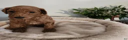 Standard Poodle dogs for sale: Kio - Ad 2