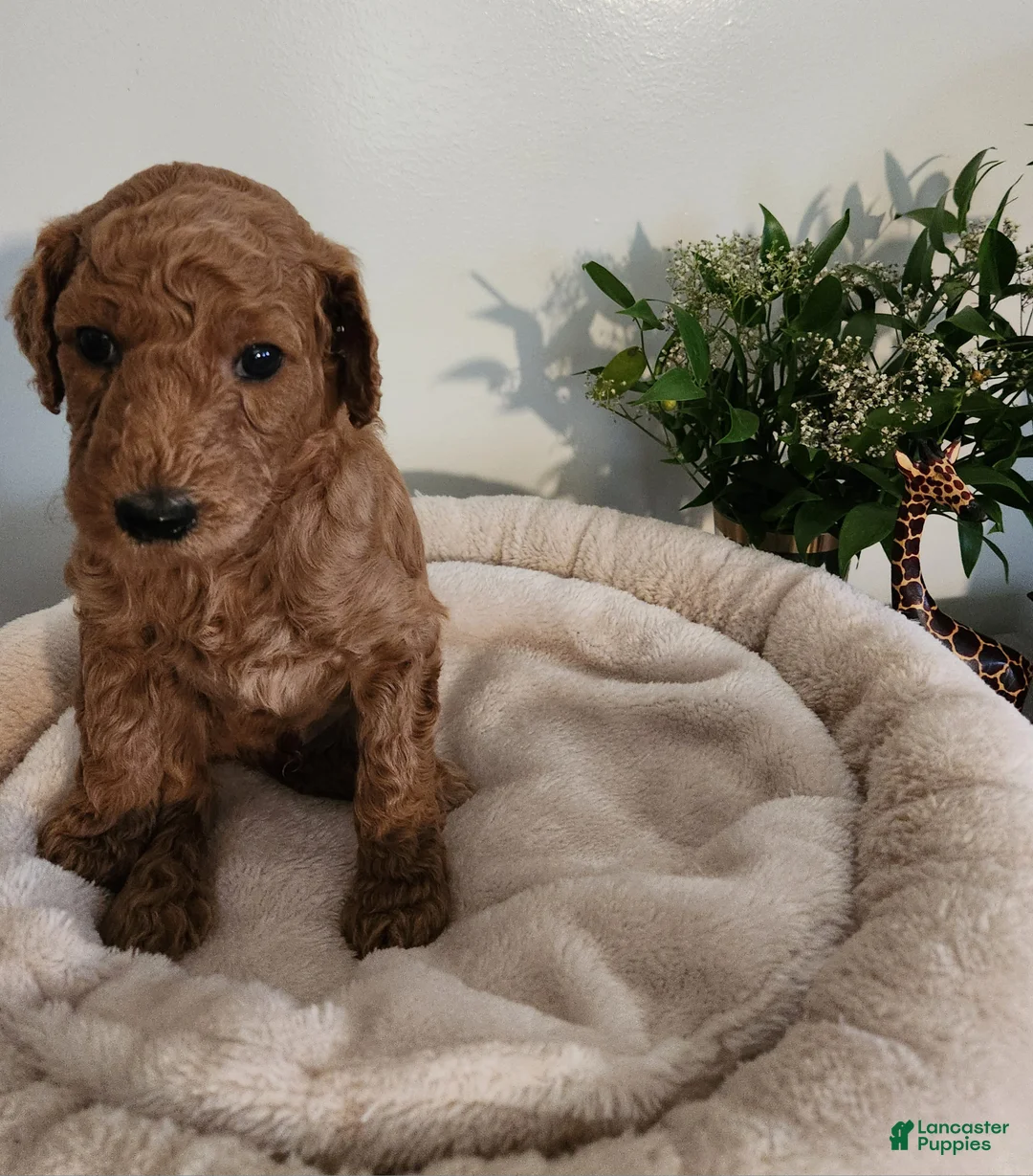 Standard Poodle dogs for sale: Kio - Ad 2