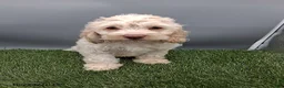 Cockapoo dogs for sale: Angie - Ad 5
