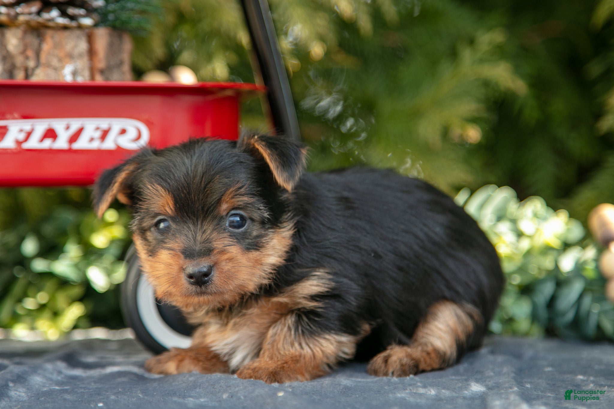 Yorkshire Terrier dogs Audrey - Ad 2