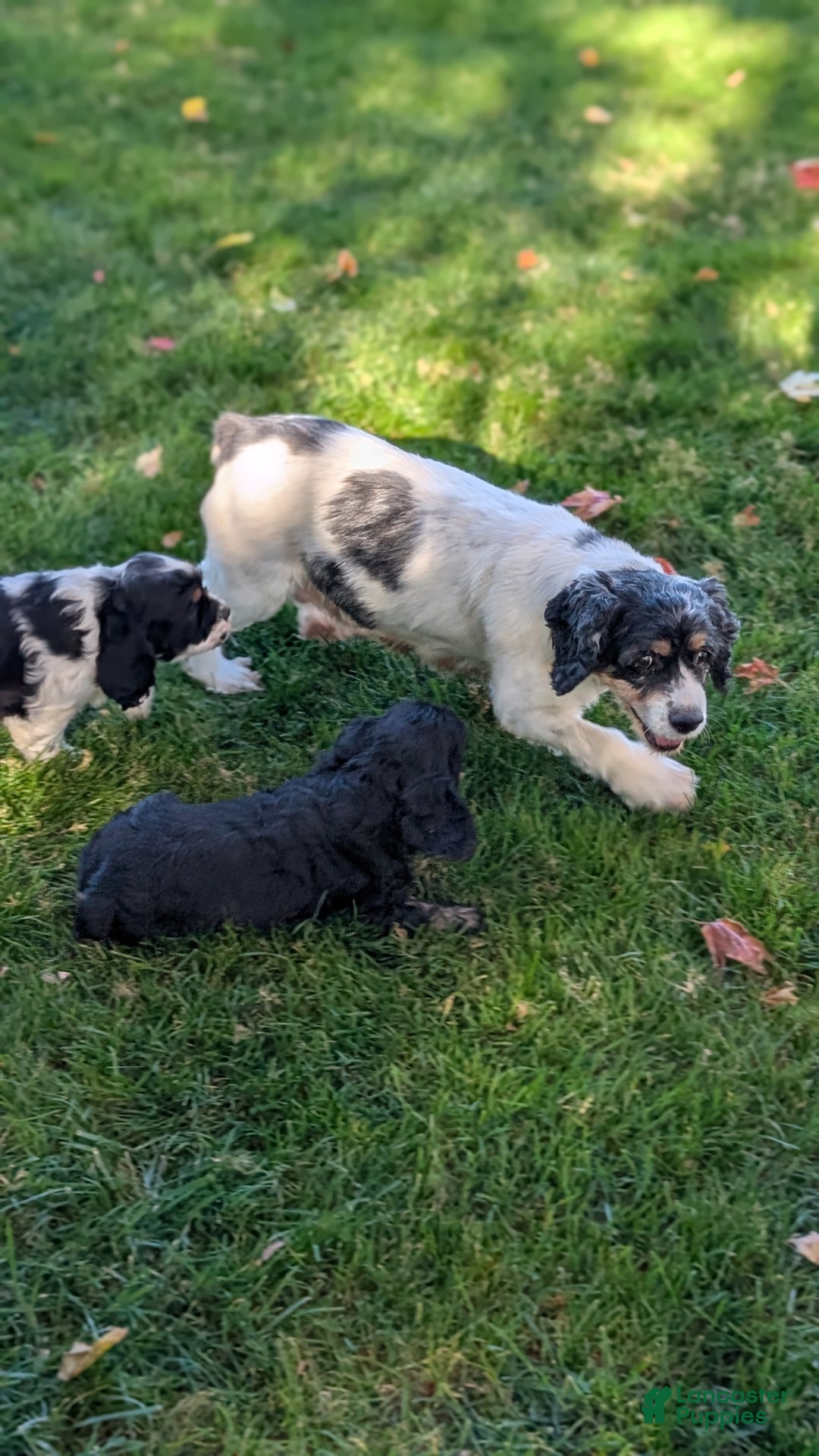 Cocker Spaniel dogs for sale: Rocco - Ad 8