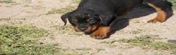 Rottweiler dogs for sale: Rottweiler F2 - Ad 3