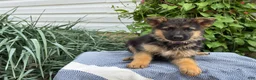 German Shepherd dogs for sale: Greta - Ad 10