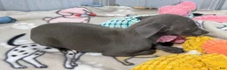 Italian Greyhound dogs for sale: Andy - Ad 4
