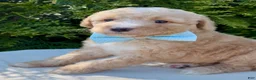 Aussiedoodle dogs for sale: Aussiedoodle Puppy 1 - Ad 3