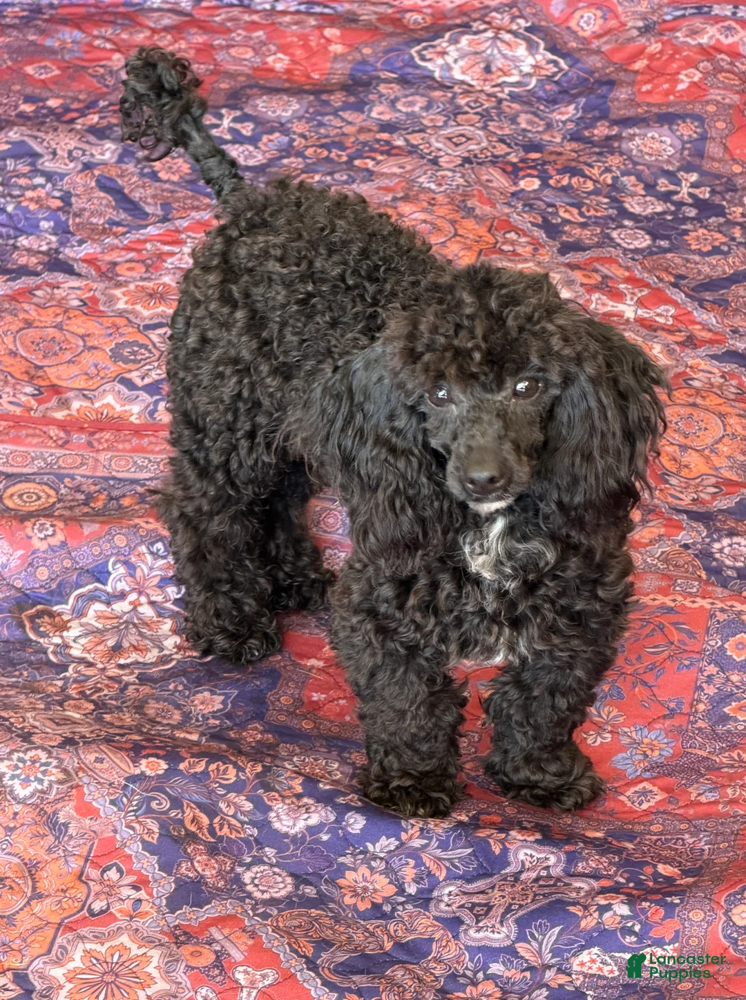 Toy Poodle dogs for sale: Raven - Ad 3