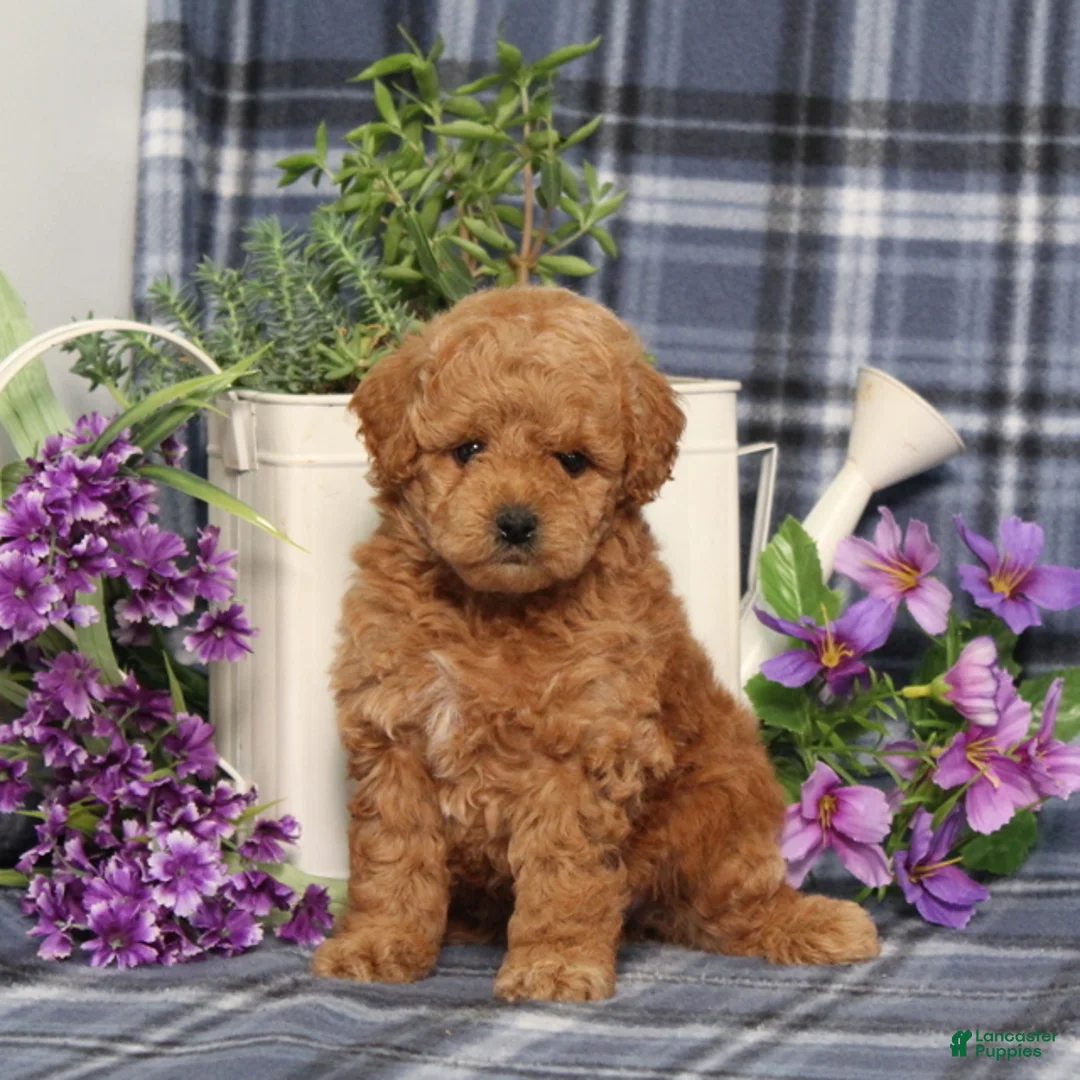 Miniature Poodle dogs for sale: Taffy - Ad 2