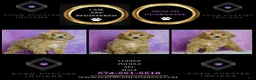 Toy Poodle dogs for sale: Copper - Ad 7