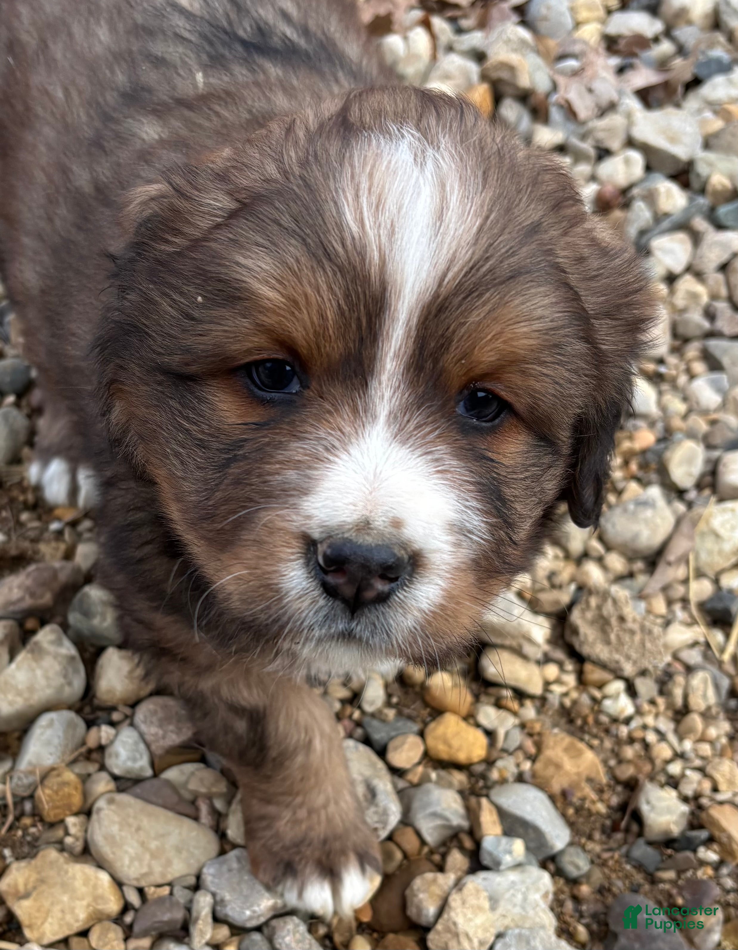 Mixed Breed dogs Tibetan Mastiff/Bernese Mountain Dog Male 2 - Ad 5