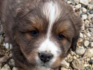 Mixed Breed dogs Tibetan Mastiff/Bernese Mountain Dog Male 2 - Ad 5