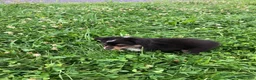 Toy Australian Shepherd dogs for sale: Arrow - Ad 3