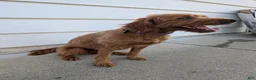 Irish Doodle dogs for sale: Irish Doodle 2 - Ad 4