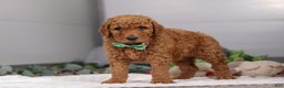 Standard Poodle dogs for sale: Hans - Ad 3