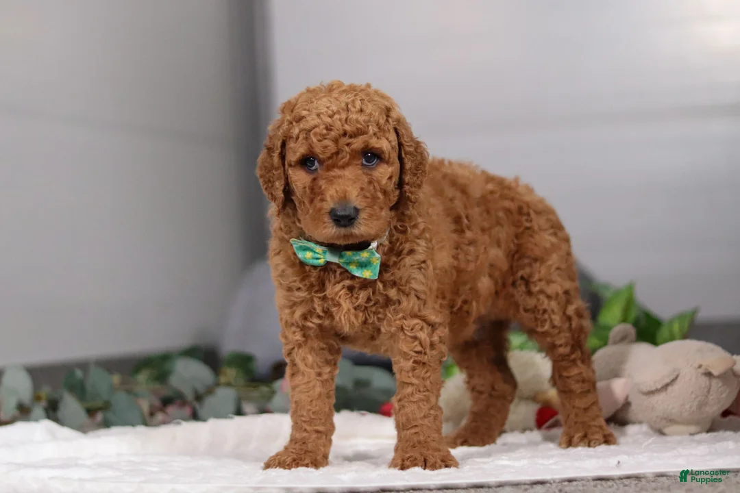 Standard Poodle dogs for sale: Hans - Ad 3
