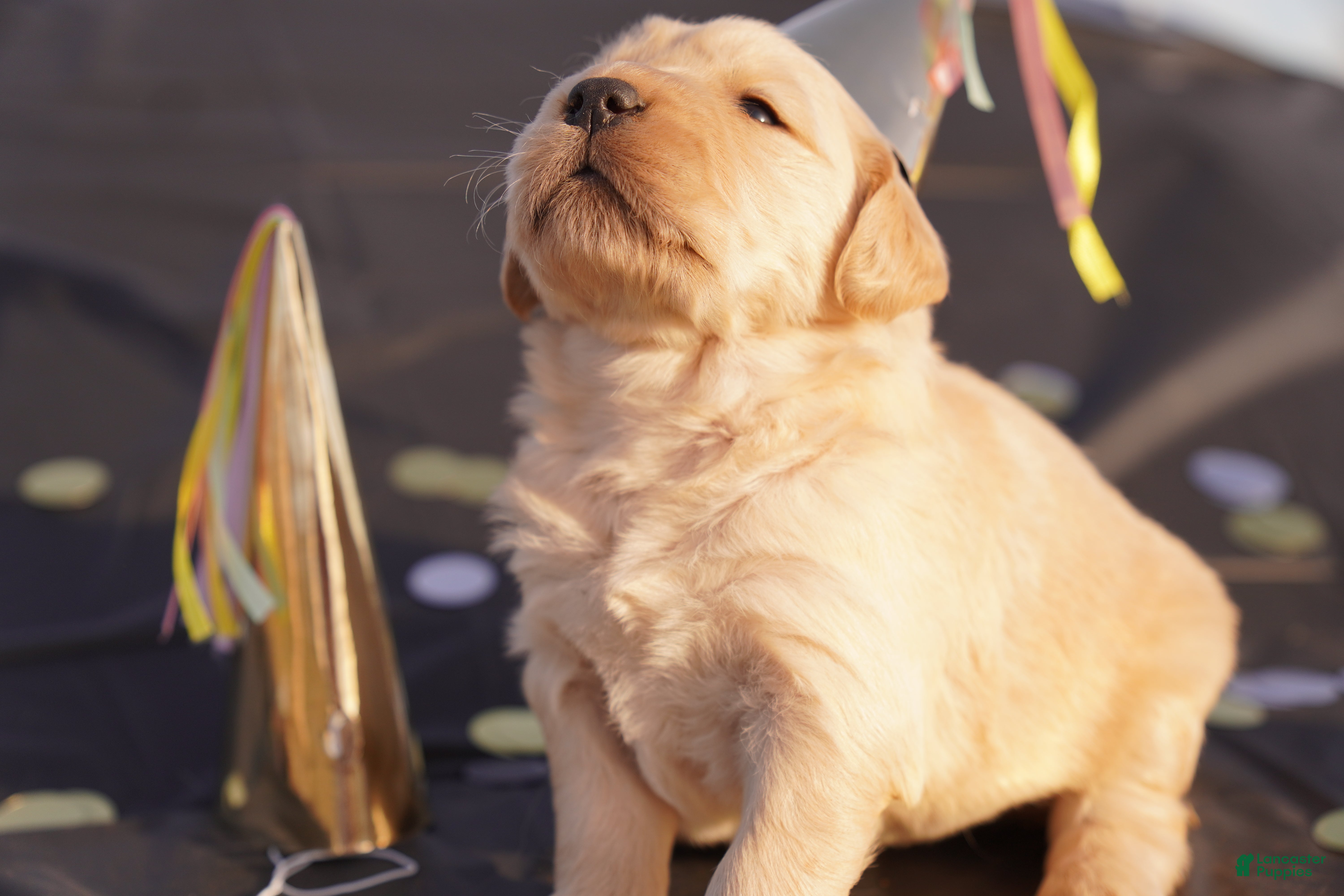 Golden Retriever dogs Ben - AKC, Genetically Clear - Ad 15