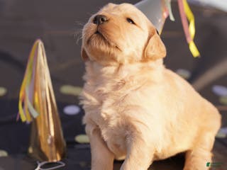 Golden Retriever dogs Ben - AKC, Genetically Clear - Ad 7