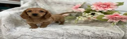 Dachshund dogs for sale: Carmen  - Ad 4